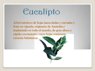 Árbol mirtáceo de hojas lanceoladas y curvadas y
fruto en cápsula, originario de Australia e
implantado en todo el mundo, de gran altura y
rápido crecimiento, cuyas hojas contienen
esencias balsámicas.
 