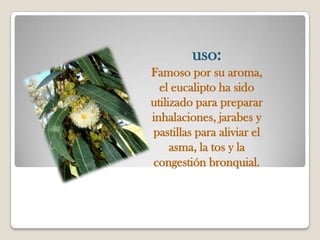 uso:
Famoso por su aroma,
  el eucalipto ha sido
utilizado para preparar
inhalaciones, jarabes y
pastillas para aliviar el
     asma, la tos y la
congestión bronquial.
 