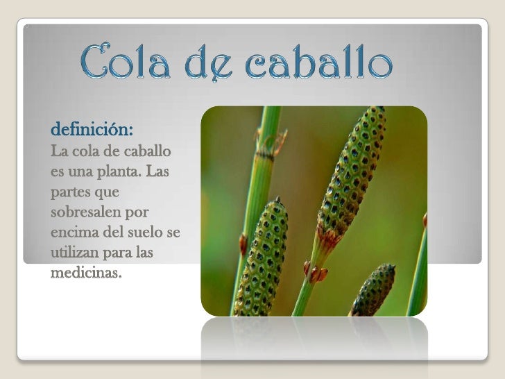 Plantas Medicinales