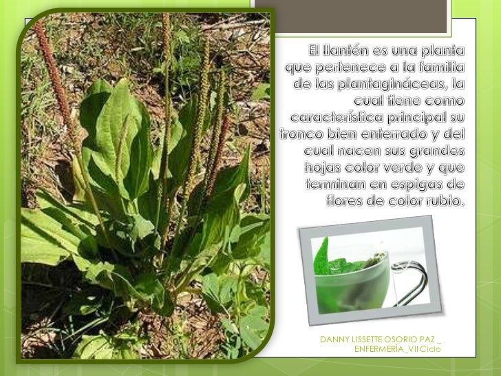 Plantas Medicinales Y Alimenticias