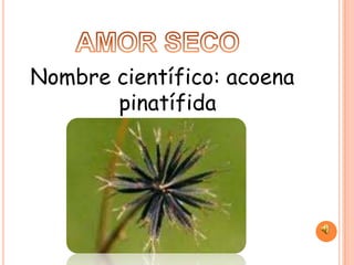 Nombre científico: acoena
       pinatífida
 