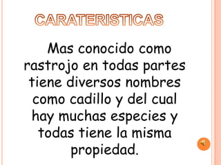Mas conocido como
rastrojo en todas partes
 tiene diversos nombres
  como cadillo y del cual
 hay muchas especies y
   todas tiene la misma
        propiedad.
 