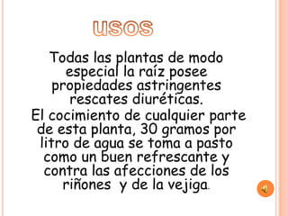 Todas las plantas de modo
      especial la raíz posee
    propiedades astringentes
       rescates diuréticas.
El cocimiento de cualquier parte
 de esta planta, 30 gramos por
 litro de agua se toma a pasto
  como un buen refrescante y
  contra las afecciones de los
     riñones y de la vejiga.
 