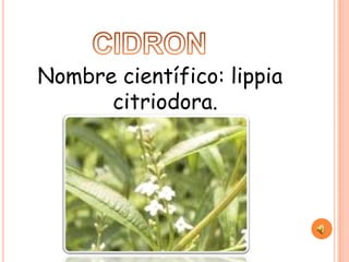 Nombre científico: lippia
      citriodora.
 