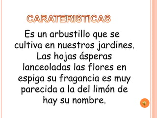 Es un arbustillo que se
cultiva en nuestros jardines.
      Las hojas ásperas
  lanceoladas las flores en
 espiga su fragancia es muy
  parecida a la del limón de
       hay su nombre.
 