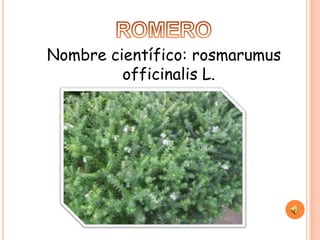 Nombre científico: rosmarumus
         officinalis L.
 
