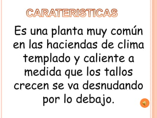 Es una planta muy común
en las haciendas de clima
  templado y caliente a
  medida que los tallos
crecen se va desnudando
      por lo debajo.
 