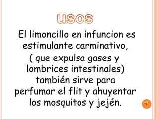 El limoncillo en infuncion es
  estimulante carminativo,
    ( que expulsa gases y
   lombrices intestinales)
      también sirve para
perfumar el flit y ahuyentar
    los mosquitos y jején.
 