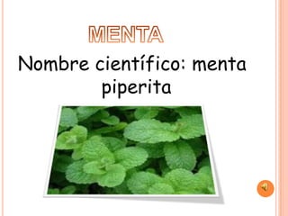 Nombre científico: menta
        piperita
 