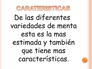 De las diferentes
variedades de menta
    esta es la mas
 estimada y también
    que tiene mas
   características.
 