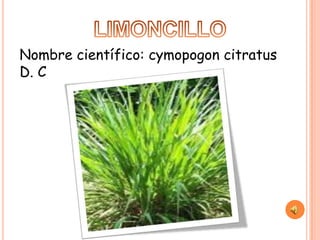 Nombre científico: cymopogon citratus
D. C
 