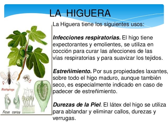 Plantas Medicinales