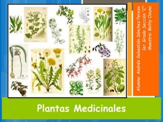 Plantas Medicinales
Alumno:AndrésSebastiánSánchezPerozo
1er.GradoSección“C”
Maestra:BettyOsuna
 