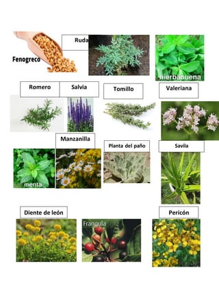 Tomillo Ruda Plantas medicinales | DOCX