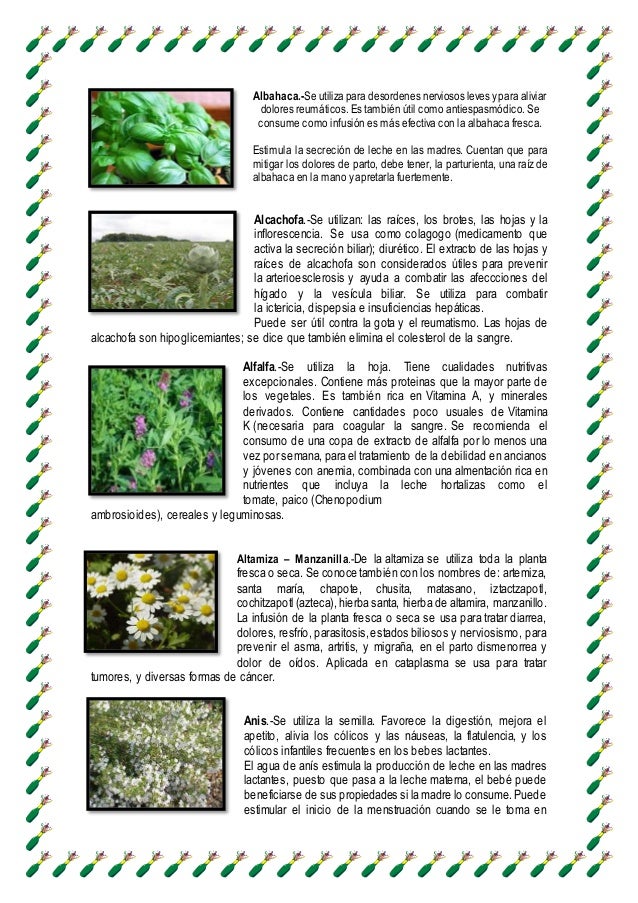 Para que sirven las Plantas medicinales Para que sirven las Plantas medicinales