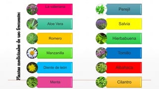 La valeriana
Aloe Vera
Romero
Manzanilla
Diente de león
Menta
Perejil
Salvia
Hierbabuena
Tomillo
Albahaca
Cilantro
 