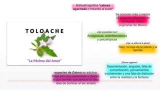 Se conocen más o menos
12 especies diferentes en
el mundo, todas
originarias de México
¿Qué propiedades tiene?
Analgésicas, antiinflamatorias
y psicotrópicas
¿Efectos negativos?
Desorientación, angustia, falta de
concentración, pensamientos
incoherentes y una falta de distinción
entre la realidad y la fantasía
¿Qué se utiliza de la planta?
Raíz, la hoja de la planta y la
semilla
Náhuatl significa "cabeza
agachada o mirando al suelo"
especies de Datura es adictiva,
todas son muy venenosas y tóxicas,
lo que permite que perdure la falsa
idea de dominar al ser amado
 