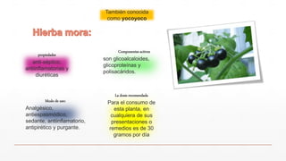 Componentes activos
son glicoalcaloides,
glicoproteínas y
polisacáridos.
propiedades
anti-séptico,
antiinflamatorias y
diuréticas
También conocida
como yocoyoco
Modo de uso:
Analgésico,
antiespasmódico,
sedante, antiinflamatorio,
antipirético y purgante.
La dosis recomendada
Para el consumo de
esta planta, en
cualquiera de sus
presentaciones o
remedios es de 30
gramos por día
 