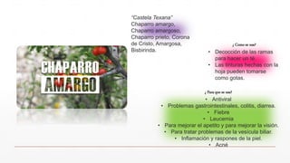 ¿ Para que se usa?
• Antiviral
• Problemas gastrointestinales, colitis, diarrea.
• Fiebre
• Leucemia
• Para mejorar el apetito y para mejorar la visión.
• Para tratar problemas de la vesícula biliar.
• Inflamación y raspones de la piel.
• Acné
“Castela Texana”
Chaparro amargo,
Chaparro amargoso,
Chaparro prieto, Corona
de Cristo, Amargosa,
Bisbirinda.
¿ Como se usa?
• Decocción de las ramas
para hacer un té.
• Las tinturas hechas con la
hoja pueden tomarse
como gotas.
 
