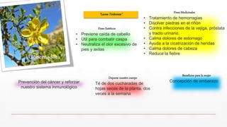 “Larrea Tridentata” Fines Medicinales
• Tratamiento de hemorragias
• Disolver piedras en el riñón
• Contra infecciones de la vejiga, próstata
y tracto urinario.
• Calma dolores de estomago
• Ayuda a la cicatrización de heridas
• Calma dolores de cabeza
• Reduce la fiebre
Fines Estéticos
• Previene caída de cabello
• Útil para combatir caspa
• Neutraliza el olor excesivo de
pies y axilas
Depurar nuestro cuerpo
Té de dos cucharadas de
hojas secas de la planta. dos
veces a la semana
Prevención del cáncer y reforzar
nuestro sistema inmunológico
Beneficios para la mujer
Concepción de embarazo
 