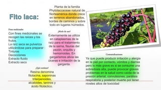 Fines medicinales
Con fines medicinales se
recogen las raíces y los
frutos.
La raíz seca se pulveriza
utilizándose para preparar :
Tinturas
Decocciones
Extracto fluido
Extracto seco
Planta de la familia
Phytolaccaceae natural de
Norteamérica donde crece
en terrenos abandonados,
bordes de caminos y sobre
todo en lugares húmedos.
¿Qué contiene?
Resina denomina
fitolacina, saponinas
triterpenoides,
alcaloides, taninos y
ácido fitoláctico.
¿Modo de uso?
Externamente se utiliza
en cataplasmas de la
raíz para el tratamiento
de la sarna, fisuras del
pezón, orquitis y
hemorroides. En
gargarismos alivia las
úlceras e irritación de la
garganta.
Contraindicaciones:
Ya que puede producir irritación y alergia
en la piel por contacto, vómitos y diarrea
pero lo más grave es si se consume una
sobredosis alta, puede provocar graves
problemas en la salud como caída de la
presión arterial, convulsiones, parálisis
respiratoria y posterior muerte por tener
niveles altos de toxicidad
 