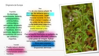 Originaria de Europa
¿Qué se usa de la planta?
Raíces tallos, hojas y flores.
¿Qué contiene?
Taninos, mucílago,
saponina, sales minerales,
aceite esencial y dos
glucósidos (verbenina y
verbenalina)
Propiedades:
Es febrífuga,
expectorante, sedante,
antiespasmódica,
antirreumática,
antineurálgica,
astringente, empleado
en afecciones renales
o hepáticas, dolores
gástricos, depurativa y
antianémica útil contra
las cefaleas y
migrañas.
Aplicaciones externas
Sirve para preparar
gargarismos y para curar las
erupciones dérmicas.
Toxicidad
- Puede reducir abortos
durante el embarazo,
- Tiene función antitiroidea.
- Vomitiva
Cataplasma:
Para el reuma machacar un puñadito de
hojas de Verbena officinalis y añadirle
unas gotas de vinagre. Aplicar
compresas sobre la parte afectada.
Vino:
1 L de vino blanco añadir 70
gr. de verbena seca y
desmenuzada. Dejar
macerar durante 15 días.
Filtrar y tomar 3 copitas al
día antes de las comidas
como tonificante y aperitivo.
 