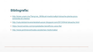 ▪ http://enes.unam.mx/?lang=es_MX&cat=medicina&pl=toloache-planta-poco-
conocida-en-mexico
▪ http://naturalistairreverentedetehuacan.blogspot.com/2013/04/el-toloache.html
▪ https://ecoinventos.com/propiedades-beneficios-usos-tila/
▪ http://www.jardinesverticales.es/plantas-medicinales/
 