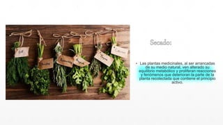 ▪ Las plantas medicinales, al ser arrancadas
de su medio natural, ven alterado su
equilibrio metabólico y proliferan reacciones
y fenómenos que deterioran la parte de la
planta recolectada que contiene el principio
activo.
 