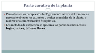 Parte curativa de la planta
 Para obtener los compuestos biológicamente activos del romero, es
necesario obtener los extractos o aceites esenciales de la planta, y
realizar una caracterización fitoquímica.
 Los métodos de extracción se aplican a las porciones más activas:
hojas, raíces, tallos o flores.
 