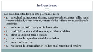 Indicaciones
Los usos demostrados por esta planta incluyen:
 1. capacidad para atenuar el asma, aterosclerosis, cataratas, cólico renal,
hepatotoxicidad, úlcera péptica, enfermedades inflamatorias, cardiopatía
isquémica
 2. acciones antioxidantes y antiinflamatorias
 3. control de la hipercolesterolemia y el estrés oxidativo
 4. alivio de la fatiga física y mental
 5. reducción de la presión arterial miocárdica
 6. acción antiulcerosa
 7. reducción de la peroxidación lipídica en el corazón y el cerebro
 