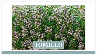 TOMILLO
 
