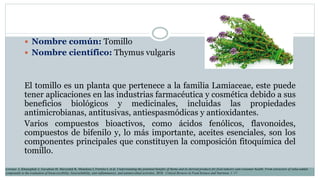  Nombre común: Tomillo
 Nombre científico: Thymus vulgaris
El tomillo es un planta que pertenece a la familia Lamiaceae, este puede
tener aplicaciones en las industrias farmacéutica y cosmética debido a sus
beneficios biológicos y medicinales, incluidas las propiedades
antimicrobianas, antitusivas, antiespasmódicas y antioxidantes.
Varios compuestos bioactivos, como ácidos fenólicos, flavonoides,
compuestos de bifenilo y, lo más importante, aceites esenciales, son los
componentes principales que constituyen la composición fitoquímica del
tomillo.
Lorenzo J, Khaneghah A, Gavahian M, Marszałek K, Munekata I, Ferreira I, et al. Understanding the potential benefits of thyme and its derived products for food industry and consumer health: From extraction of value-added
compounds to the evaluation of bioaccessibility, bioavailability, anti-inflammatory, and antimicrobial activities. 2018. Critical Reviews in Food Science and Nutrition, 1–17.
 