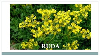 RUDA
 