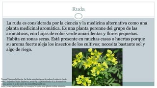 Ruda
La ruda es considerada por la ciencia y la medicina alternativa como una
planta medicinal aromática. Es una planta perenne del grupo de las
aromáticas, con hojas de color verde amarillentas y flores pequeñas.
Habita en zonas secas. Está presente en muchas casas o huertas porque
su aroma fuerte aleja los insectos de los cultivos; necesita bastante sol y
algo de riego.
Teresa Valenzuela Garcia. La Ruda una planta que la rodea el misterio [sede
web]. Alejandro Rojas Espinoza; 2019-03-14 [Actualizada el 14 de marzo de
2019; acceso el 31 de enero de 2020] Disponible en:
http://www.radiorebelde.cu/consejos/la-ruda-una-planta-rodea-misterio-
 