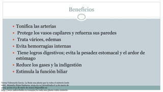 Beneficios
 Tonifica las arterias
 Protege los vasos capilares y refuerza sus paredes
 Trata várices, edemas
 Evita hemorragias internas
 Tiene logros digestivos; evita la pesadez estomacal y el ardor de
estómago
 Reduce los gases y la indigestión
 Estimula la función biliar
Teresa Valenzuela Garcia. La Ruda una planta que la rodea el misterio [sede
web]. Alejandro Rojas Espinoza; 2019-03-14 [Actualizada el 14 de marzo de
2019; acceso el 31 de enero de 2020] Disponible en:
http://www.radiorebelde.cu/consejos/la-ruda-una-planta-rodea-misterio-
 