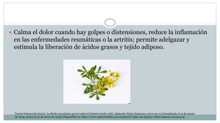  Calma el dolor cuando hay golpes o distensiones, reduce la inflamación
en las enfermedades reumáticas o la artritis; permite adelgazar y
estimula la liberación de ácidos grasos y tejido adiposo.
Teresa Valenzuela Garcia. La Ruda una planta que la rodea el misterio [sede web]. Alejandro Rojas Espinoza; 2019-03-14 [Actualizada el 14 de marzo
de 2019; acceso el 31 de enero de 2020] Disponible en: http://www.radiorebelde.cu/consejos/la-ruda-una-planta-rodea-misterio-20190314/
 