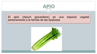 APIO
El apio (Apium graveolens) es una especie vegetal
perteneciente a la familia de las Apiáceas
 