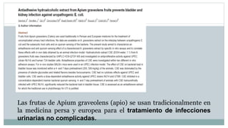 Las frutas de Apium graveolens (apio) se usan tradicionalmente en
la medicina persa y europea para el tratamiento de infecciones
urinarias no complicadas.
 
