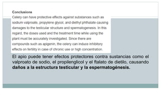 El apio puede tener efectos protectores contra sustancias como el
valproato de sodio, el propilenglicol y el ftalato de dietilo, causando
daños a la estructura testicular y la espermatogénesis.
 
