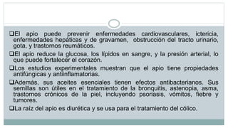 El apio puede prevenir enfermedades cardiovasculares, ictericia,
enfermedades hepáticas y de gravamen, obstrucción del tracto urinario,
gota, y trastornos reumáticos.
El apio reduce la glucosa, los lípidos en sangre, y la presión arterial, lo
que puede fortalecer el corazón.
Los estudios experimentales muestran que el apio tiene propiedades
antifúngicas y antiinflamatorias.
Además, sus aceites esenciales tienen efectos antibacterianos. Sus
semillas son útiles en el tratamiento de la bronquitis, astenopia, asma,
trastornos crónicos de la piel, incluyendo psoriasis, vómitos, fiebre y
tumores.
La raíz del apio es diurética y se usa para el tratamiento del cólico.
 