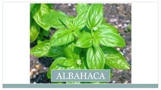 ALBAHACA
 