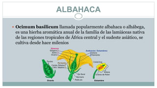 ALBAHACA
 Ocimum basilicum llamada popularmente albahaca o alhábega,
es una hierba aromática anual de la familia de las lamiáceas nativa
de las regiones tropicales de África central y el sudeste asiático, se
cultiva desde hace milenios
 