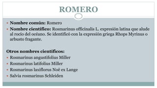 ROMERO
 Nombre común: Romero
 Nombre científico: Rosmarinus officinalis L. expresión latina que alude
al rocío del océano. Se identificó con la expresión griega Rhops Myrinus o
arbusto fragante.
Otros nombres científicos:
 Rosmarinus angustifolius Miller
 Rosmarinus latifolius Miller
 Rosmarinus laxiflorus Noë ex Lange
 Salvia rosmarinus Schleiden
 