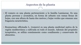 Aspectos de la planta
 El romero es una planta perteneciente a la familia Lamiaceae. Es una
planta perenne y aromática, en forma de arbusto con ramas llenas de
hojas, con una altura de hasta dos metros y hojas verdes que emanan una
fragancia característica.
 Rosmarinus officinalis L. (romero) es una planta medicinal nativa de la
región mediterránea y cultivada en todo el mundo. Además del propósito
terapéutico, se utiliza comúnmente como condimento y conservante de
alimentos.
 