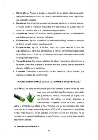 10
 Carminativas. Ayudan a facilitar la expulsión de los gases y las flatulencias,
que principalmente se producen como consecuencia de una mala digestión (o
una digestión pesada).
 Diuréticas. Aumentan las secreciones de orina, ayudando a eliminar toxinas,
e ideales contra la retención de líquidos. Por este motivo, no pueden faltar en
casos de creatinina alta, o en dietas de adelgazamiento.
 Sudoríficas. Tienen casi la misma función que las diuréticas, con la diferencia
que éstas provocan un aumento del sudor.
 Estimulantes. Ayudan a combatir los efectos de la fatiga, mejorando siempre
de forma puntual nuestro estado general.
 Expectorantes. Ayudan a facilitar, como su propio nombre indica, las
expectoraciones, por lo que son ideales a la hora de eliminar las mucosidades
bronquiales como consecuencia de un proceso infeccioso que se desarrolle
en el aparato respiratorio.
 Tranquilizantes. Son ideales a la hora de relajar y tranquilizar el organismo y
la mente, ayudando a relajar el sistema nervioso cuando éste se encuentra
alterado debido a una excitación.
 Laxantes. Favorecen la evacuación de los intestinos, siendo ideales, por
ejemplo, en casos de estreñimiento.
PLANTAS MEDICINALES QUE SE CULTIVAN EN NUESTRO MEDIO
LA SÁBILA. Se trata de una planta que se ha utilizado durante miles de años
para curar una variedad de enfermedades, sobre todo
las quemaduras, heridas, irritaciones de la piel, y el
estreñimiento. Se cultiva en zonas tropicales y
subtropicales, incluyendo el sur de África, América
Latina y el Caribe. La Sábila o Aloe Vera fue uno de los medicamentos más
prescritos en la mayor parte de los siglos XVIII y XIX y sigue siendo una de las
hierbas más utilizadas en los Estados Unidos hoy en día. Sin embargo, no se
recomienda el uso oral del aloe para el estreñimiento, ya que puede tener efectos
secundarios graves.
La descripción de la planta
 
