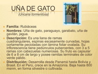 Uña de Gato (Uncaria tormentosa)Familia: RubiáceasNombres: Uña de gato, paraguayo, garabato, uña de gavilán, jagua.Descripción: Es una liana de ramas cuadrangulares, espinas escasamente curvadas, hojas cortamente pecioladas con lámina foliar ovalada. Su inflorescencia tiene pedúnculos pubercentes, con 3 a 5 ramas con cabezuelas numerosas. Su fruto es capsular de 6 a 8 cm de largo y posee ramitas terminales de color verde pálido.Distribución: Desarrolla desde Panamá hasta Bolivia y Brasil. En el Perú, crece en la Amazonía. Baja hasta 800 msnm, en forma silvestre o cultivada.