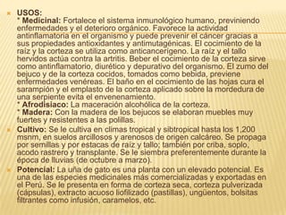 USOS:* Medicinal: Fortalece el sistema inmunológico humano, previniendo enfermedades y el deterioro orgánico. Favorece la actividad antinflamatoria en el organismo y puede prevenir el cáncer gracias a sus propiedades antioxidantes y antimutagénicas. El cocimiento de la raíz y la corteza se utiliza como anticancerígeno. La raíz y el tallo hervidos actúa contra la artritis. Beber el cocimiento de la corteza sirve como antinflamatorio, diurético y depurativo del organismo. El zumo del bejuco y de la corteza cocidos, tomados como bebida, previene enfermedades venéreas. El baño en el cocimiento de las hojas cura el sarampión y el emplasto de la corteza aplicado sobre la mordedura de una serpiente evita el envenenamiento.* Afrodisiaco: La maceración alcohólica de la corteza.* Madera: Con la madera de los bejucos se elaboran muebles muy fuertes y resistentes a las polillas.Cultivo: Se le cultiva en climas tropical y sibtropical hasta los 1,200 msnm, en suelos arcillosos y arenosos de origen calcáreo. Se propaga por semillas y por estacas de raíz y tallo; también por criba, soplo, acodo rastrero y transplante. Se le siembra preferentemente durante la época de lluvias (de octubre a marzo).Potencial: La uña de gato es una planta con un elevado potencial. Es una de las especies medicinales más comercializadas y exportadas en el Perú. Se le presenta en forma de corteza seca, corteza pulverizada (cápsulas), extracto acuoso liofilizado (pastillas), ungüentos, bolsitas filtrantes como infusión, caramelos, etc.