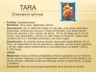  TARA(Caesalpinia spinosa)Familia: CesalpináceasNombres: Tara, taya, algarroba, tanino.Descripción: Es un árbol de hasta 5 m de alto, con ramas abiertas y espinosas, corteza gris oscura y hojas terminales. Sus flores tienen forma de racimos y sus vainas, de aprox. 10 cm de largo por 3 cm de ancho, son aplanadas y tienen un color rojizo al madurar. Cada vaina contiene de 4 a 7 semillas redondas y de color negro.Distribución: Su hábitat abarca desde Venezuela hasta Bolivia. En el Perú, se desarrolla en forma silvestre o cultivada  en las lomas costeras y en los valles secos interandinos a una altitud que va desde 1,000 y 3,100 msnm.USOS:Medicinal: Actúa contra la amigdalitis al hacer gárgaras con la infusión de las vainas maduras y como cicatrizante cuando se lavan heridas con dicha infusión. Además la tara es utilizada contra la estomatitis, la gripe y la fiebre.Comercio: Perú es el principal exportador de la tara en el mundo.