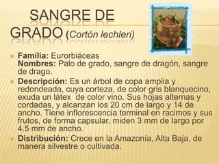 SANGREDEGRADO(Cortónlechleri)Familia: EurorbiáceasNombres: Palo de grado, sangre de dragón, sangre de drago.Descripción: Es un árbol de copa amplia y redondeada, cuya corteza, de color gris blanquecino, exuda un látex  de color vino. Sus hojas alternas y cordadas, y alcanzan los 20 cm de largo y 14 de ancho. Tiene inflorescencia terminal en racimos y sus frutos, de forma capsular, miden 3 mm de largo por 4.5 mm de ancho.Distribución: Crece en la Amazonía, Alta Baja, de manera silvestre o cultivada.