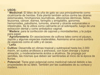 USOS:* Medicinal: El látex de la uña de gato se usa principalmente como cicatrizante de heridas. Esta planta también actúa contra las úlceras estomacales, hinchazones reumáticas, afecciones dérmicas, fiebre, leucorrea, cáncer, diarrea, faringitis y amigdalitis, gonorrea, hemorroides, paludismo, tumores, anemia y úlceras estomacales e intestinales. Se le utiliza como calmante en el sobreparto, luego de una extracción dental y como antiséptico vaginal.* Madera: para la confección de cajones y mondadientes, y la pulpa para papel.* Agroforestería: En asociaciones de cultivos tales como el pijuayo, zapote y algunas especies maderables. Asimismo sirve como sombra de especies como el café y el cacao.* Leña.Cultivo: Desarrolla en climas tropical y subtropical hasta los 2,000 msnm, en suelos arcillosos a arenosos, con buen drenaje y buena aireación, y moderadamente ácidos a alcalinos. Se propaga por semillas, las mismas que deben ser sembradas al inicio de la época de lluvias.Potencial: Tiene gran potencial como medicinal natural debido a las propiedades de su látex. También por las cualidades de su corteza y madera.